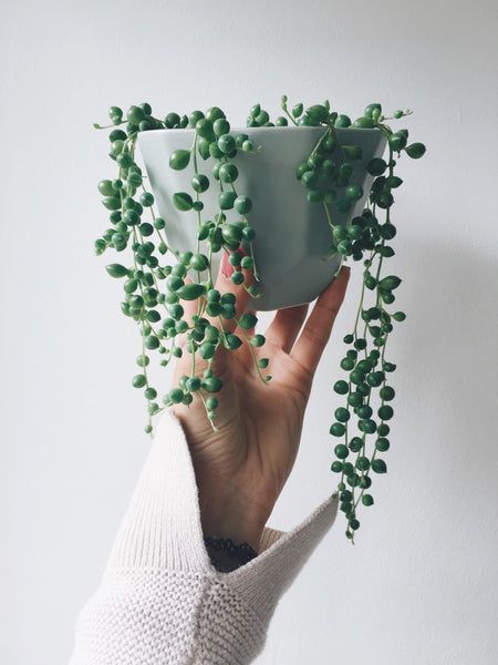 How to Care for String of Pearls Plants - A Beautiful Mess