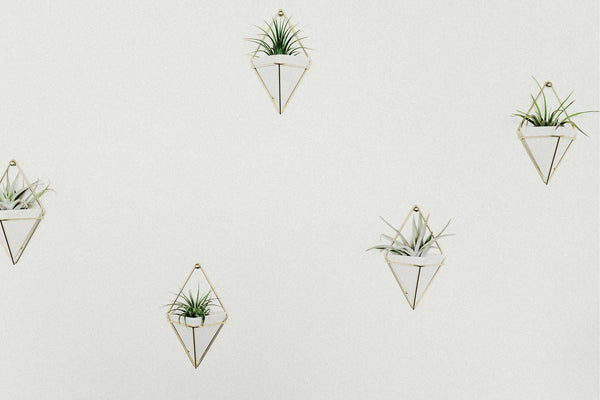 9 Creative Ways to Stylize Your Tillandsias