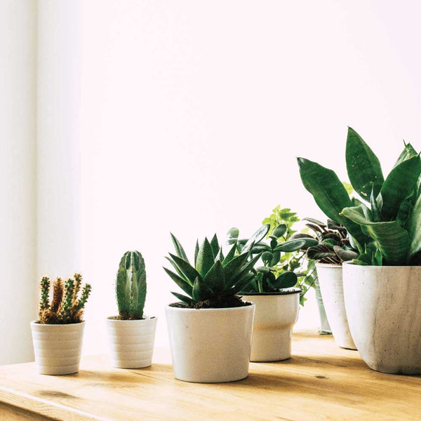 best indoor plants for health benefits