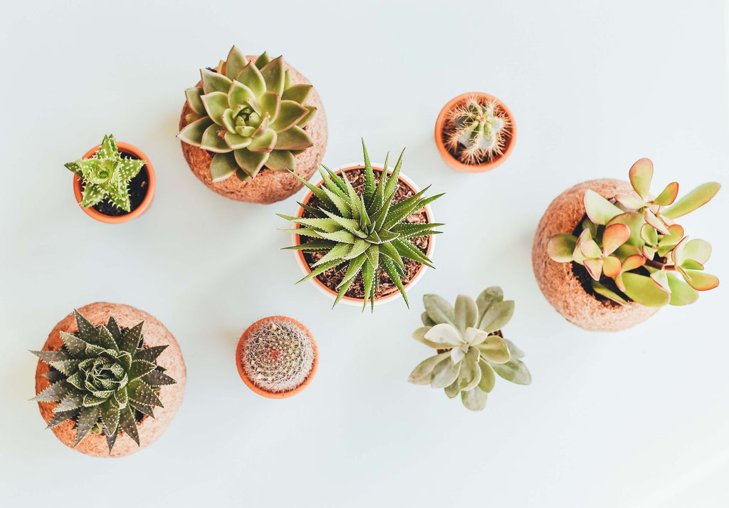 How to Pick a Planter to Make Your Plant Look Amazing