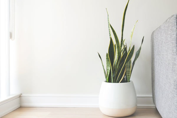 How To Look After Snake Plants