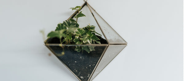 Geometric Glass Terrariums – The Geometric Planter