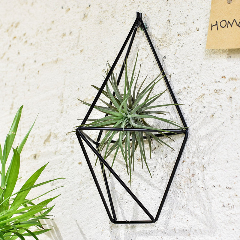 hanging air plants on wall Air Plant Wall Cage (2 colors) – The Geometric Planter
