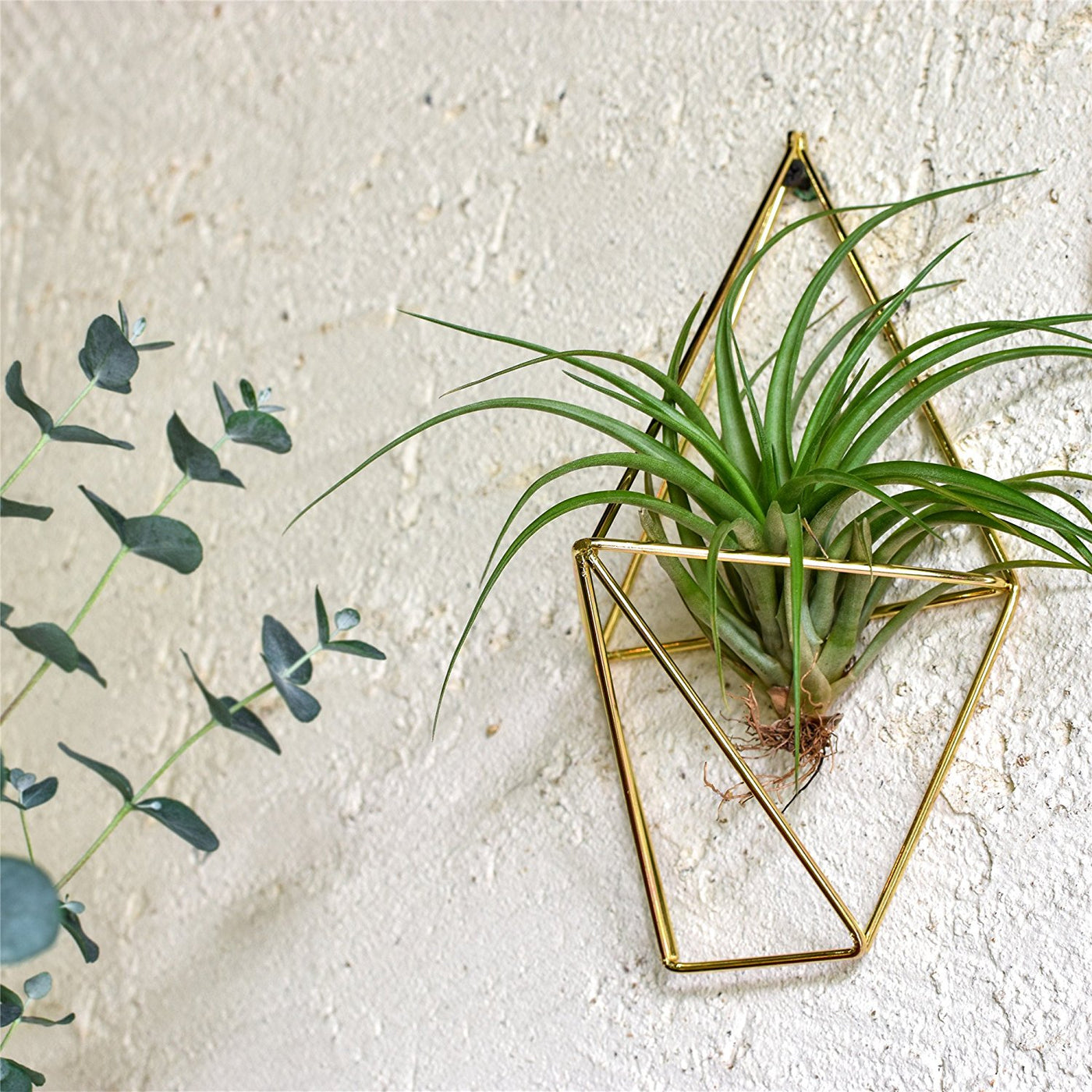 wall vases for air plants Air Plant Wall Cage (2 colors) – The Geometric Planter