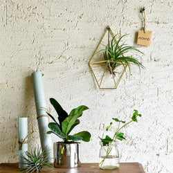 air plant wall vase Air Plant Wall Cage (2 colors) – The Geometric Planter