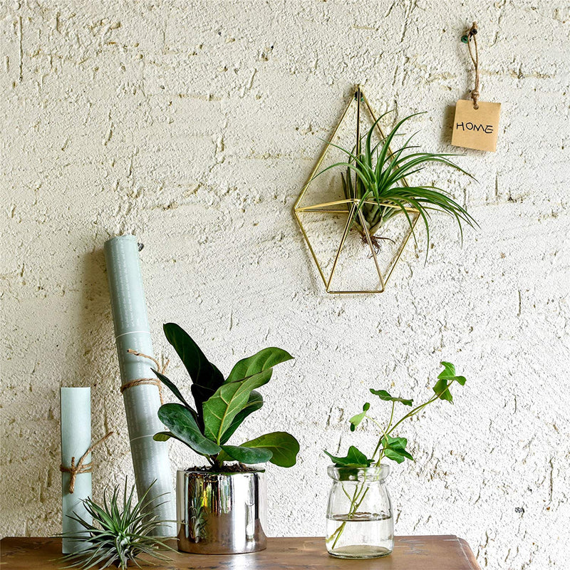 air plant on wall Air Plant Wall Cage (2 colors) – The Geometric Planter