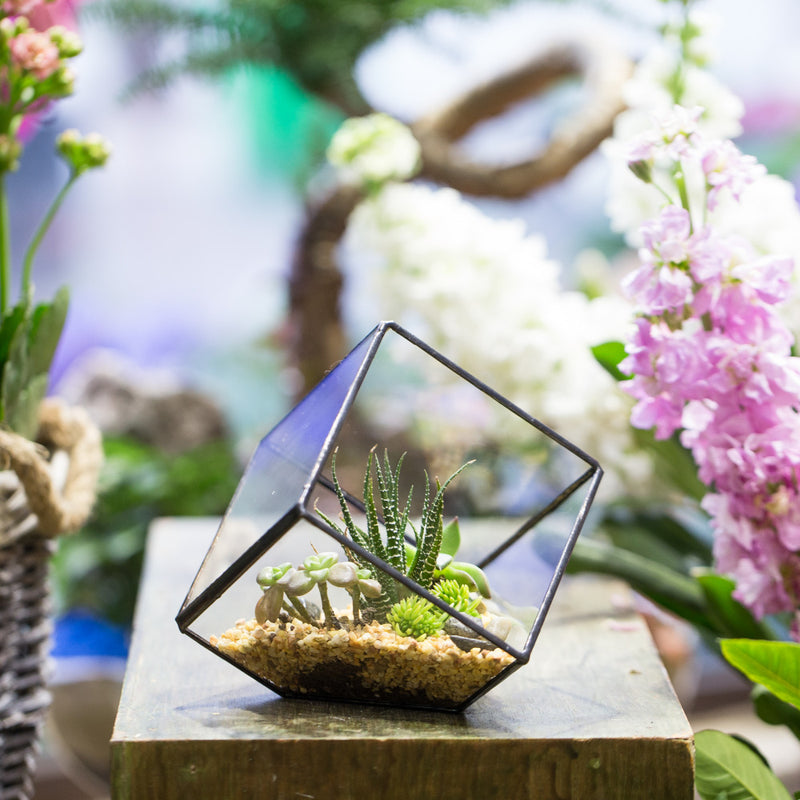 succulent terrarium geometric Inclined Cube Terrarium – The Geometric Planter