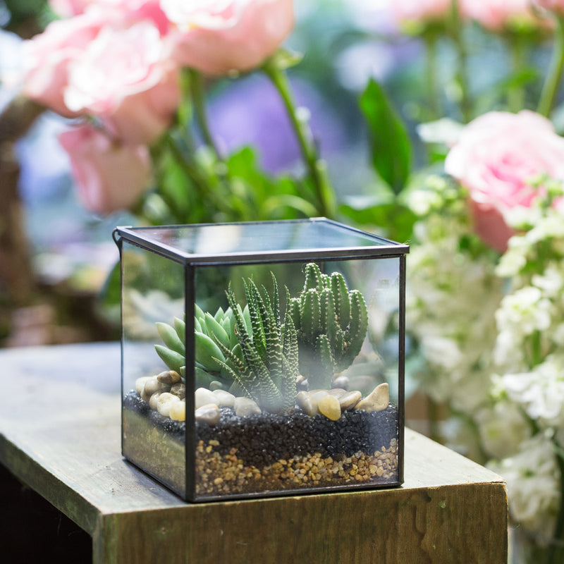 planter til terrarium Hexahedron Terrarium – The Geometric Planter
