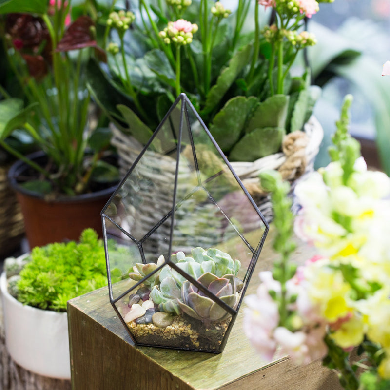 teardrop succulent terrarium Teardrop Terrarium – The Geometric Planter