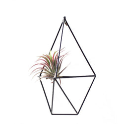 air plant geometric holder Air Plant Wall Cage (2 colors) – The Geometric Planter