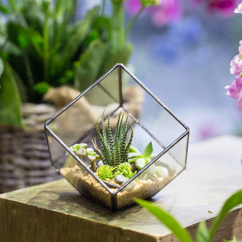 cube shaped succulent Inclined Cube Terrarium – The Geometric Planter