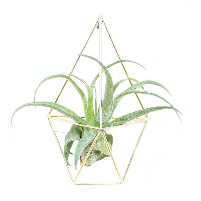 air plant wall planter Air Plant Wall Cage (2 colors) – The Geometric Planter