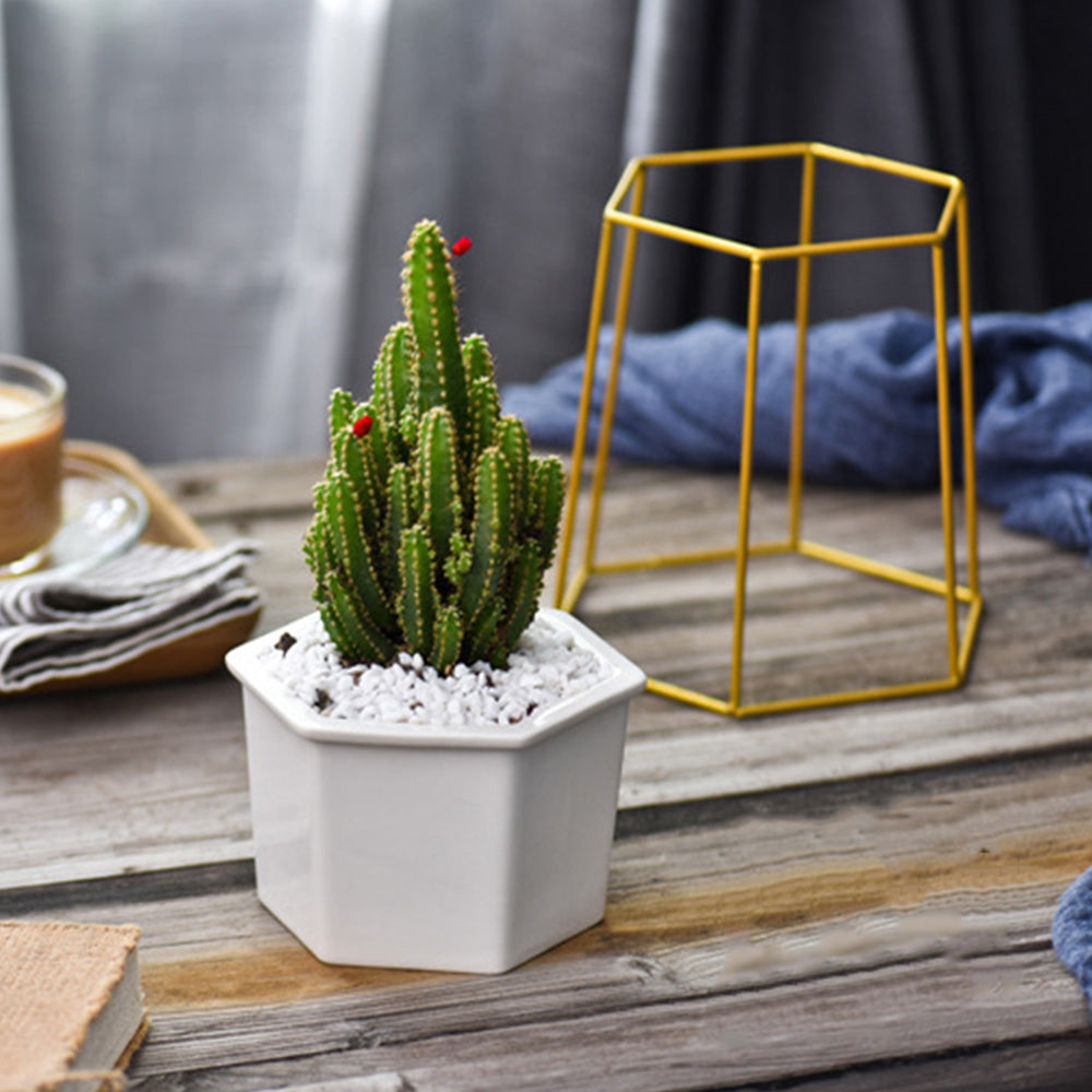 hexagon succulent planter Hexagon Stand & Planter (gold) – The Geometric Planter
