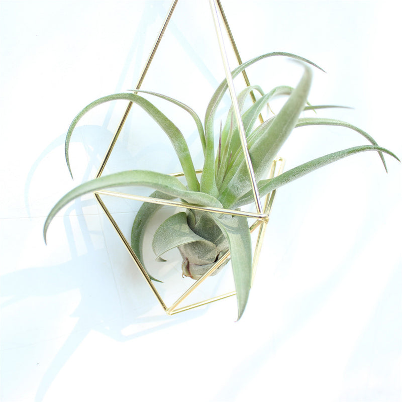 air plant wall holder Air Plant Wall Cage (2 colors) – The Geometric Planter