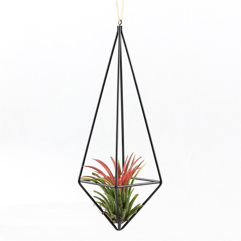 MISNODE Hangende luchtplantenhouders, handgemaakte luchtplantenhanger, handgemaakt touw Tillandsia geweven kwastje plantenrek, scheidingswand hangend katoenen koord voor bloempotten MISNODE Hangende luchtplantenhouders, handgemaakte luchtplantenhanger, handgemaakt touw Tillandsia geweven kwastje plantenrek, scheidingswand hangend katoenen koord voor bloempotten