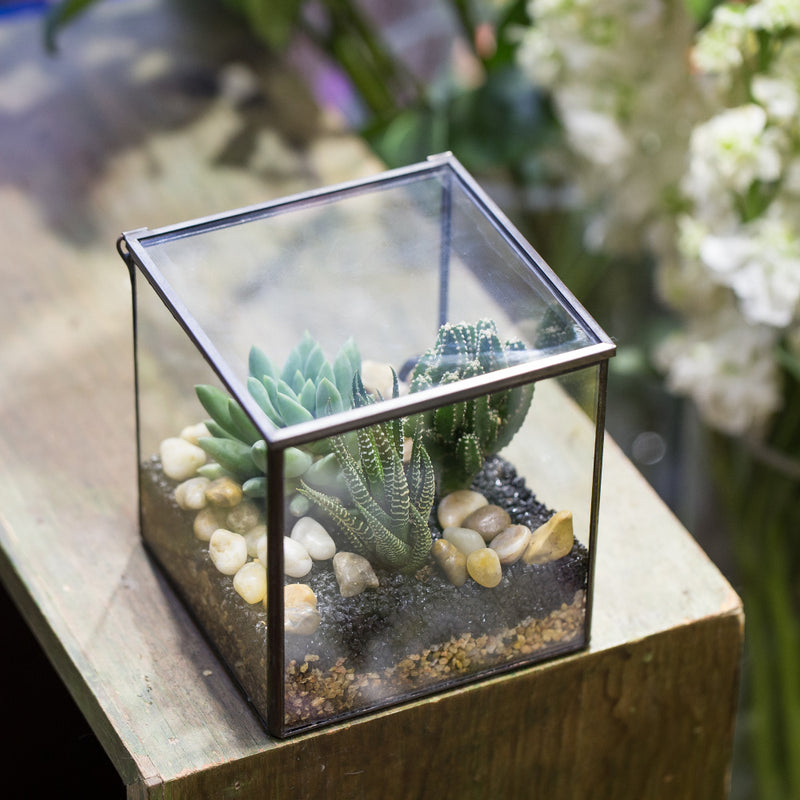 terrarium plant hema Hexahedron Terrarium – The Geometric Planter