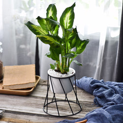 Twist Stand & Planter (Black)