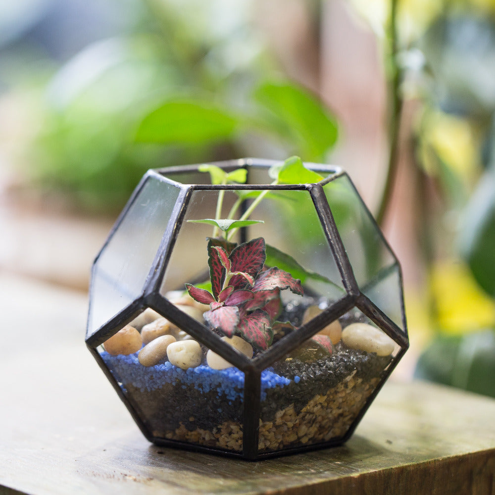 Dodecahedron Terrarium – The Geometric Planter